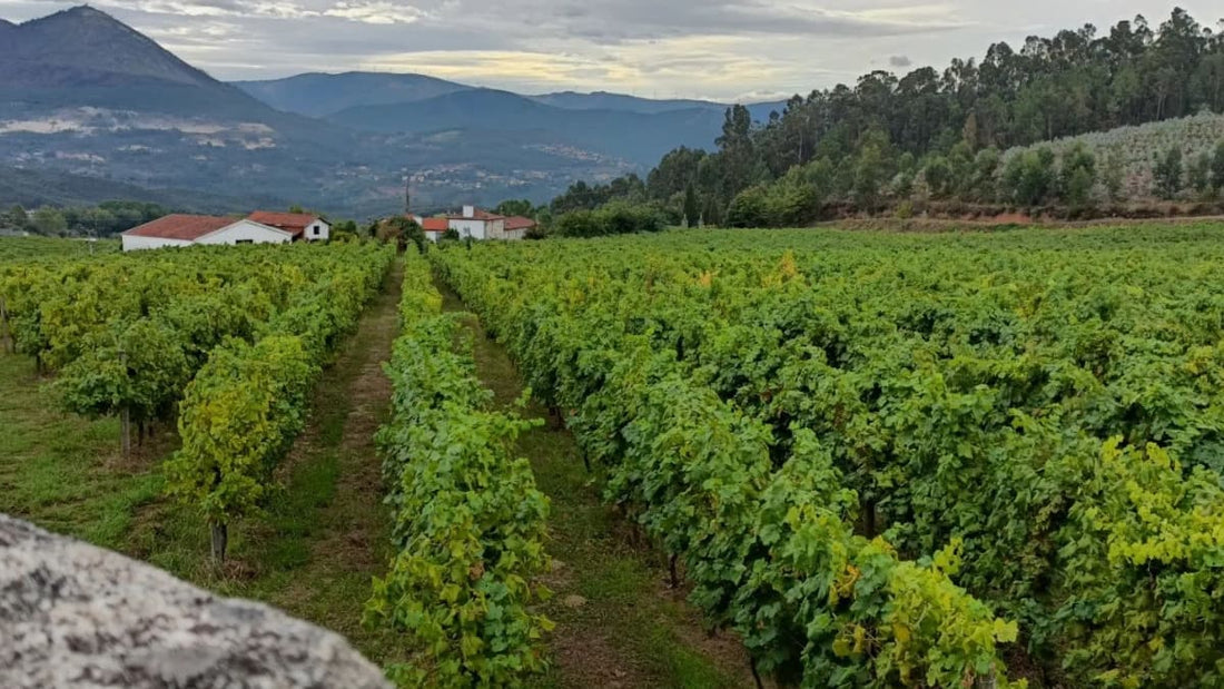 Die Renaissance des Vinho Verde: Eine Region im Aufbruch