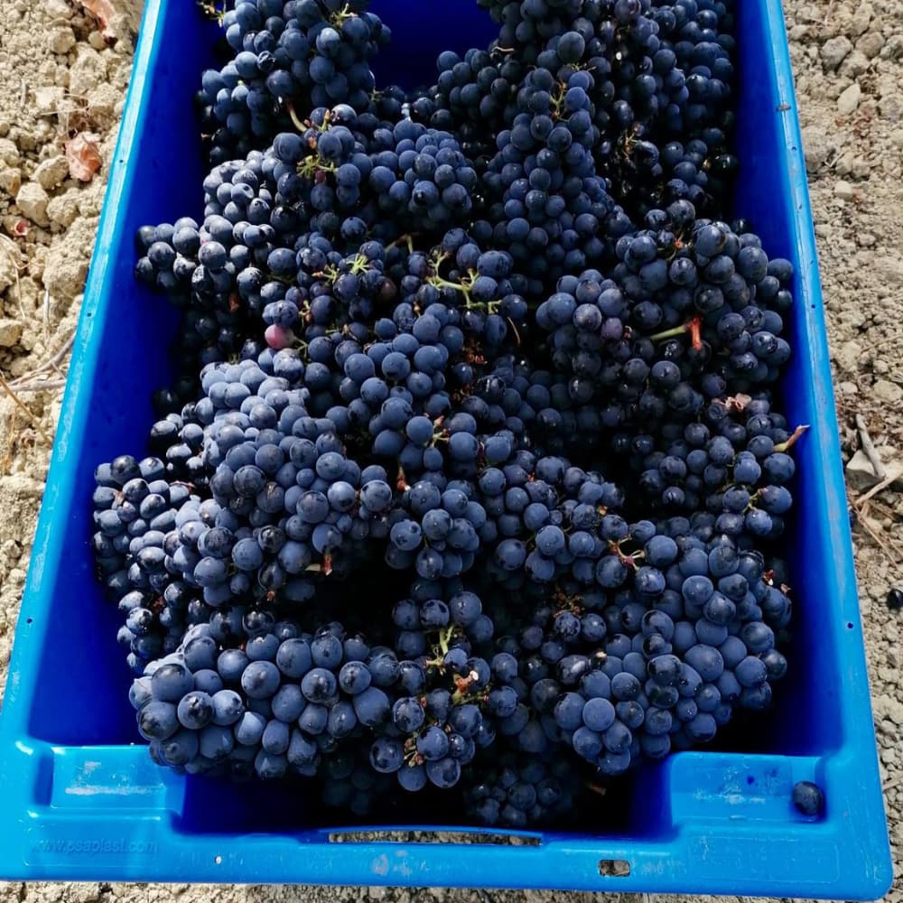 Vadio Tinto Rexarte 2015 - Bairrada