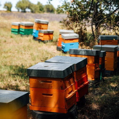 Lavender honey from Valensole 500g