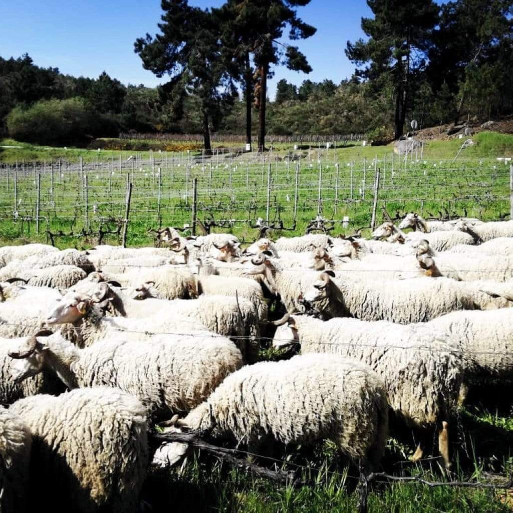 Pet Nat Branco (weiß) Uivo (Douro) -  Folias de Baco  - Maître Philippe & Filles