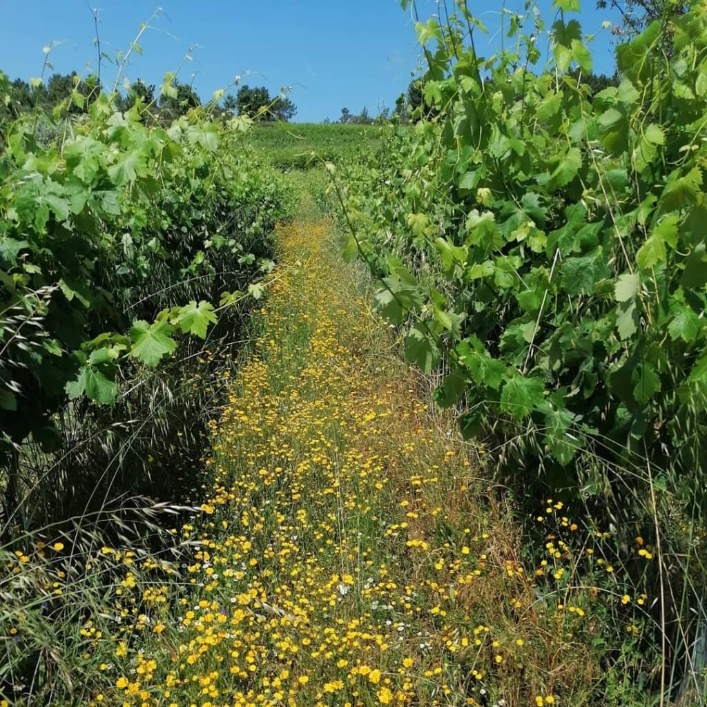 Rabigato Uivo (Douro) Folias de Baco -  Folias de Baco  - Maître Philippe & Filles