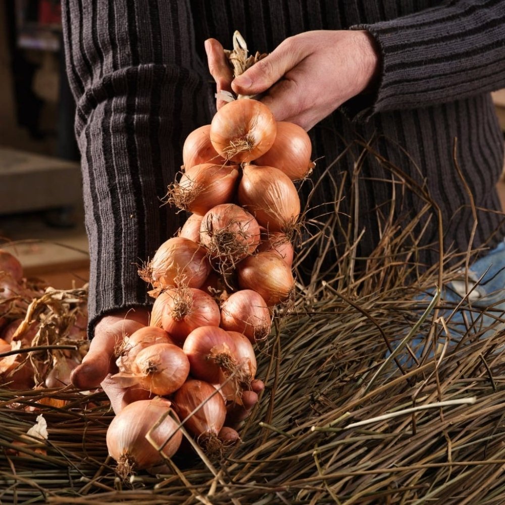 Rosa Zwiebel aus Roscoff Ernte 2023 - Ferme de Kergus