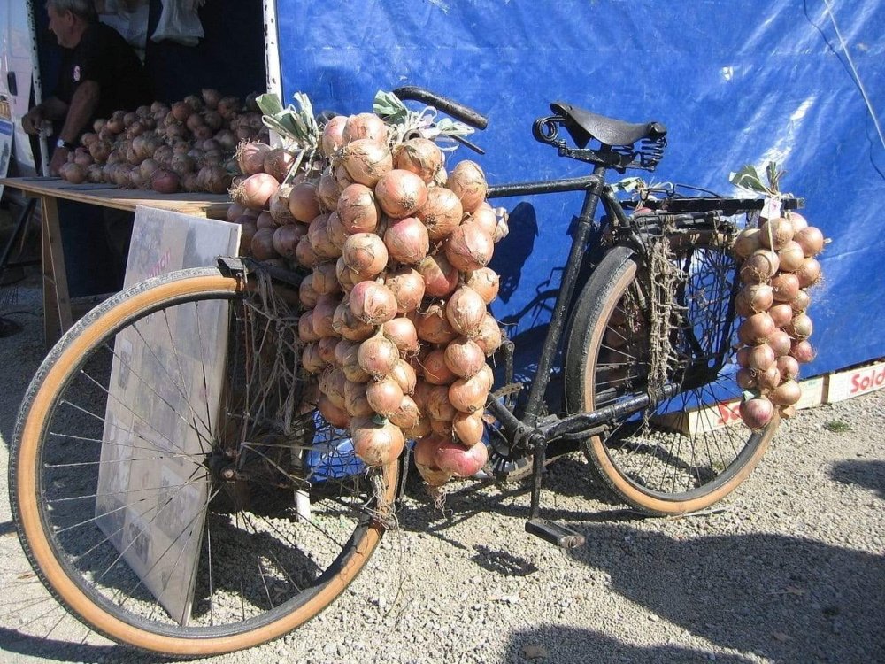 Rosa Zwiebel aus Roscoff Ernte 2023 - Ferme de Kergus