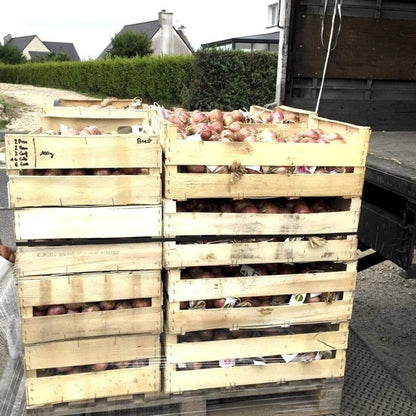 Rosa Zwiebel aus Roscoff Ernte 2023 - Ferme de Kergus